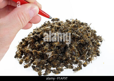 Berlin, Deutschland, tote Bienen auf einem Haufen Stockfoto