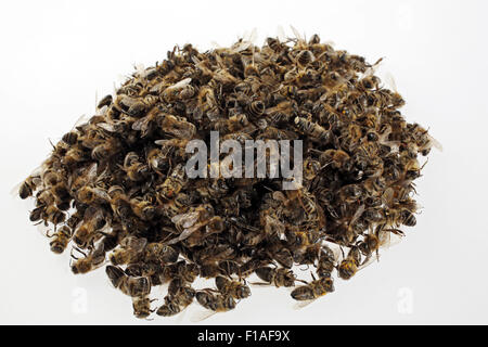 Berlin, Deutschland, tote Bienen auf einem Haufen Stockfoto