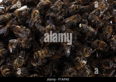 Berlin, Deutschland, tote Bienen Stockfoto