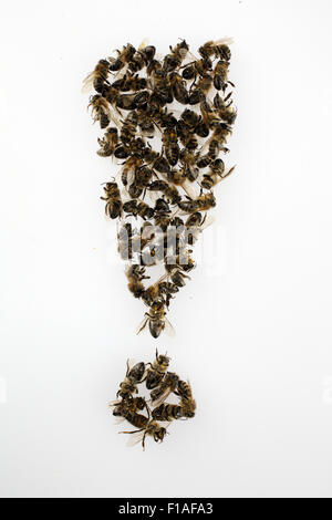 Berlin, Deutschland, Ausruf von toten Bienen Stockfoto