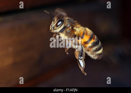 Berlin, Deutschland, Honigbiene im Flug Stockfoto