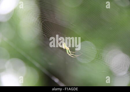 Spinne, die Arbeit an seinem Spinnennetz Stockfoto