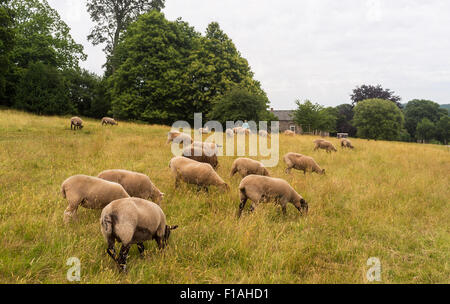 Grasender Schafe am Killerton, Devon. Stockfoto