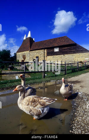 Gänse in einer Pfütze neben einer Seeregenpfeifer Oast House im Kent Life Museum paddeln. Cobtree. Sandlings. Kent. England. UK Stockfoto