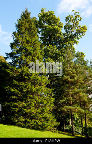 Schöne üppige grüne Wald-Tapete Stockfoto