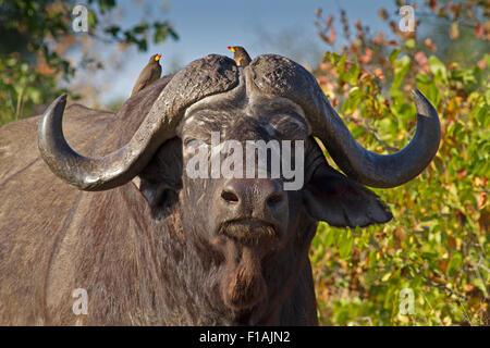 Afrikanischer Büffel mit rot-billed Büffel Weber im Krüger Nationalpark Stockfoto