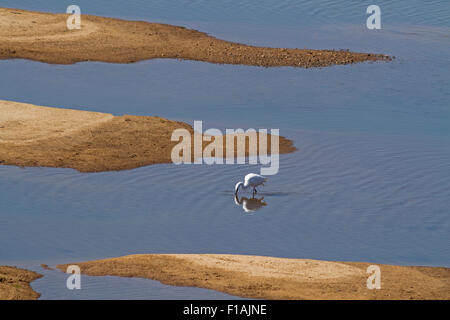 Silberreiher (weiß), waten im Wasser im Krüger-Nationalpark Limpopo Provinz, Südafrika Stockfoto