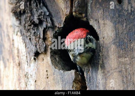 Juvenile Buntspecht schaut vom Nest hohl Stockfoto