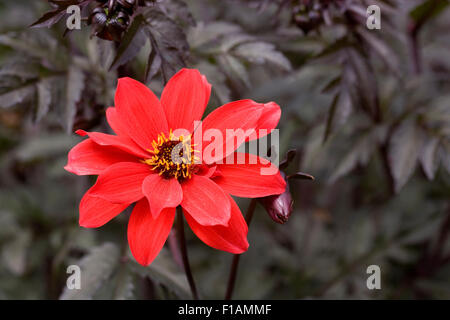 Dahlie 'Bishop of Llandaff'. Stockfoto