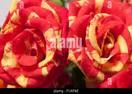 Rose-Blumen Nahaufnahme Schuss lokalen Fokus Stockfoto