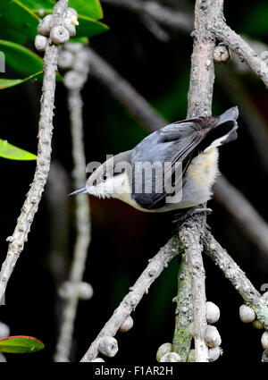 Ein Pygmy Nuthatch Vogel - Sitta pygmaea, auf einem Ast thront, vor einem verschwommenen Hintergrund abgebildet. Stockfoto