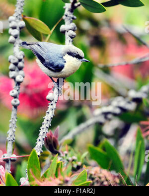 Ein Pygmy Nuthatch -Vogel Sitta pygmaea, der auf einem Ast thront und vor einem verschwommenen Hintergrund abgebildet ist. Stockfoto