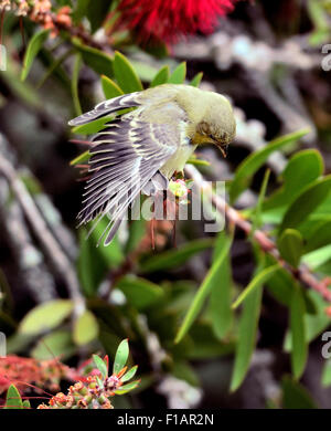 Ein Orangen-Walker Vogel - Vermivora celata, auf einem Zweig thront. Stockfoto