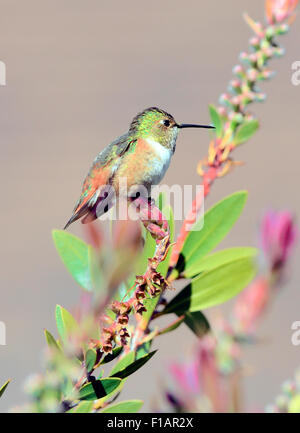 An Allen's Kolibri - Selasphorus sasin, auf einem Ast thront, vor einem verschwommenen Hintergrund abgebildet, Stockfoto