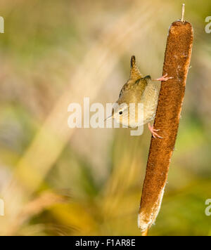 Zaunkönig (Troglodytes Troglodytes) auf eine Rohrkolben im frühen Morgenlicht im Stodmarsh Naturreservat Stockfoto