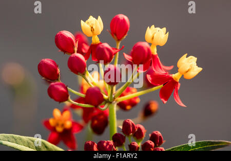 Rot, wird gelb und orange Schmetterling Unkraut Monarchen und andere Schmetterlinge anziehen. Stockfoto