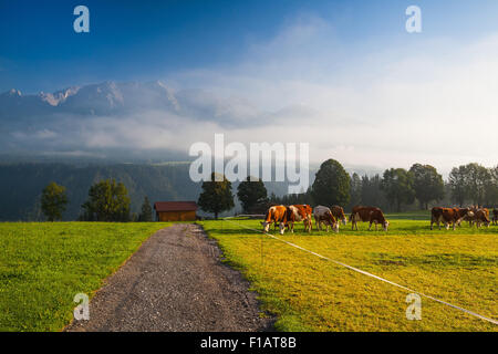Auf einer Farm in den Bergen Österreichs Stockfoto