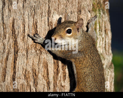 Östliche graue Eichhörnchen, Vorderpfoten weit, gedehnt erscheinen, um den Baumstamm umarmen Stockfoto