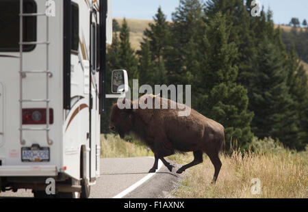 Yellowstone, Colo, USA. 29. August 2015. 31. August 2015. Ein Freizeitfahrzeug zeichnet zum Stillstand, als ein Bison die Straße in der Nähe von Tower-Roosevelt im Yellowstone-Nationalpark, Wyoming überquert. © Ralph Lauer/ZUMA Draht/Alamy Live-Nachrichten Stockfoto