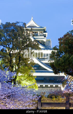 Schloss Kumamoto in Japan. Nachtsicht, mit Schloss, genannt die Daitenshu, mehr halten, beleuchtet. Cherry Blossom Bäume im Vordergrund. Stockfoto