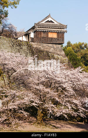 Japan, Schloss Kumamoto. Pre-2016 Erdbeben anzeigen. Hirayagura Turm im frühen Morgenlicht, kirschblüten Baum im Vordergrund, den blauen Himmel hinter Stockfoto