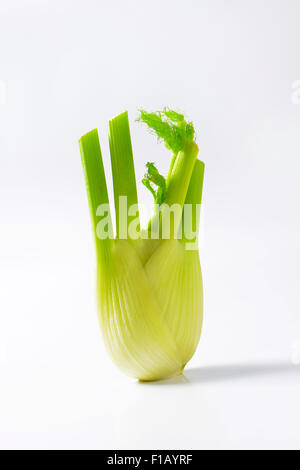 Birne von frischem Fenchel auf weißem Hintergrund Stockfoto