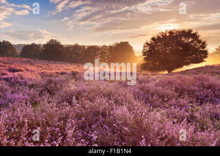 Endlose Hügel mit blühenden Heidekraut bei Sonnenaufgang. Die Posbank in den Niederlanden fotografierte. Stockfoto