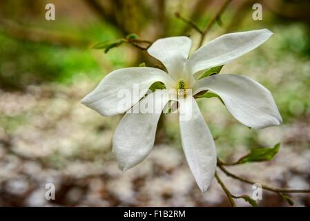 Eine scharf gerenderte zarte weiße Magnolie Blume vollständig geöffnet, im Frühling vor einem verschwommenen Hintergrund des Blütenblattes fallen. Stockfoto