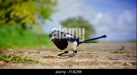 Eine gemeinsame Elster, Pica Pica, einem sehr flachen Winkel gedreht, neugieriger Vogel scharf gegen eine Unschärfe von Laub, blauen Frühlingshimmel gerendert. Stockfoto