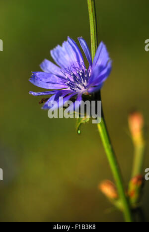 Gemeinsame Blume in Chicorée (Cichorium Intybus) Stockfoto