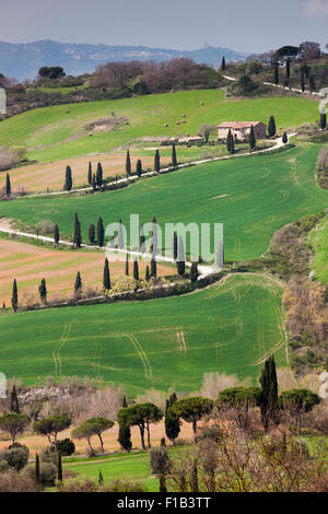 Cypress Avenue La Foce, Toskana, Italien Stockfoto