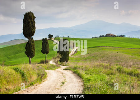 Toskanische Landschaft mit Zypressen entlang einer Landstraße in Pienza, Val d ' Orcia, Toskana, Provinz Siena, Italien Stockfoto