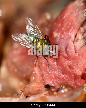 Gemeinsame Greenbottle (Lucilia Caesar) fliegen, auch Schmeißfliege, sitzen auf Fleisch Stockfoto