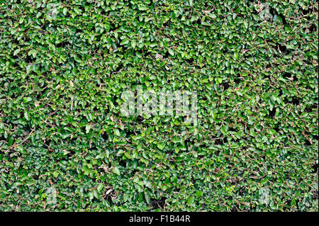 Buchsbaum (Buxus Sempervirens) Hecke, Deutschland Stockfoto