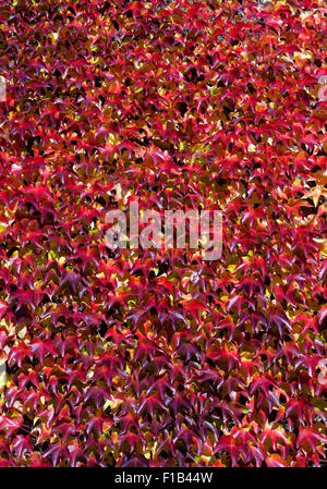 Japanische Schlingpflanze (Parthenocissus Tricuspidata), in herbstlichen Farben, wachsen auf einer Mauer, Deutschland Stockfoto