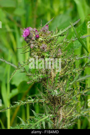 Marsh Distel - Cirsium Palustre hoch Distel mit kleinen lila Blüten Stockfoto