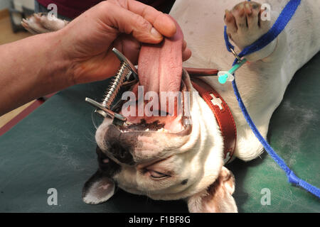 Zepernick, Deutschland, chirurgische Vorbereitung auf eine französische Bulldogge Stockfoto