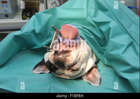 Zepernick, Deutschland, chirurgische Vorbereitung auf eine französische Bulldogge Stockfoto