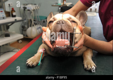 Zepernick, Deutschland, chirurgische Vorbereitung auf eine französische Bulldogge Stockfoto