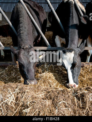 Schwarz / weiß Holstein Friesian Milchvieh Essen Heu und Silage durch Metallstangen aus einer Scheune. Stockfoto