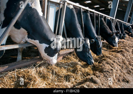 Schwarz / weiß Holstein Friesian Milchvieh Essen Heu und Silage durch Metallstangen aus einer Scheune. Stockfoto