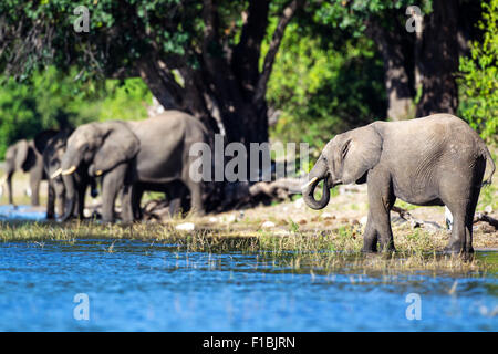 Eine Herde Elefanten am Ufer des Chobe Flusses trinken Stockfoto