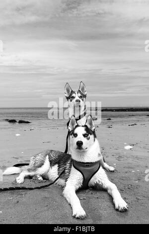 Ein schwarz-weiß Foto von zwei Siberian Husky Welpen Stockfoto