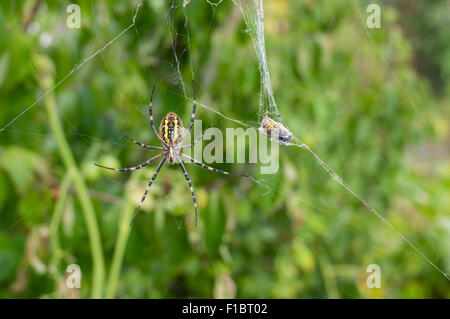 Gelb-schwarze Spinne (Argiope Bruennichi) warten, bis das Mittagessen seines Opfers (Wespe) gekocht in seinem Web-Haus Stockfoto