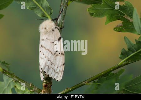 Gipsy Moth, Schwammspinner, Weiblich, Schwammspinner, Schwamm-Spinner, Weibchen, Lymantria dispar, Bombyx disparaten Stockfoto