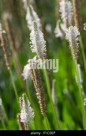 Hoary Plantain, mittlere drückt, Mittlerer Wegerich, Weide-Wegerich, Plantago media Stockfoto