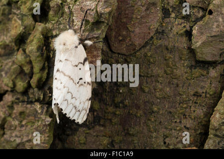 Gipsy Moth, Schwammspinner, Weiblich, Schwammspinner, Schwamm-Spinner, Weibchen, Lymantria dispar, Bombyx disparaten Stockfoto