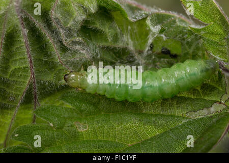 Mother of Pearl Motte, Caterpillar, Nesselzünsler, Raupe, Pleuroptya Ruralis, Patania Ruralis, Pleuroptya Iridialis, Pyrale Stockfoto