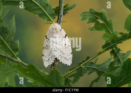 Gipsy Moth, Schwammspinner, Weiblich, Schwammspinner, Schwamm-Spinner, Weibchen, Lymantria dispar, Bombyx disparaten Stockfoto