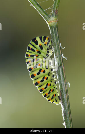 Alten Welt Schwalbenschwanz, gemeinsame gelbe Schwalbenschwanz, Swallow-Tail, Raupe, Schwalbenschwanz, Raupe, Papilio Machaon, Machaon Stockfoto